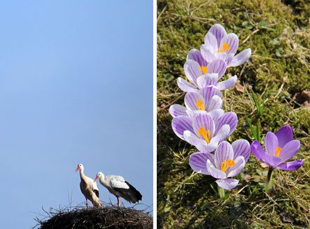 storch_blumen