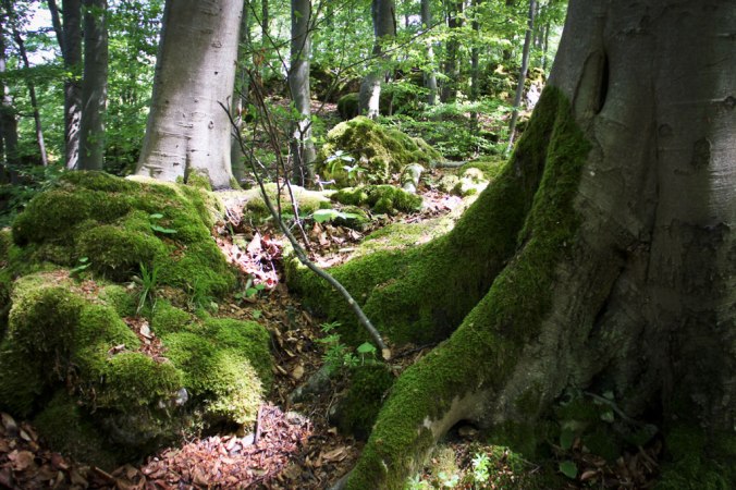 fronleichnam-muggendorf-4