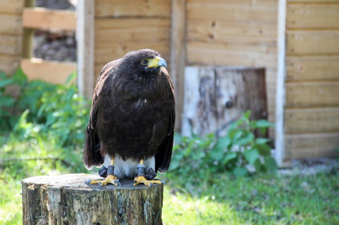 hundshaupten-greifvogel-1