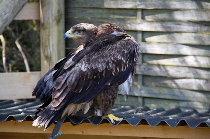 hundshaupten-greifvogel-2