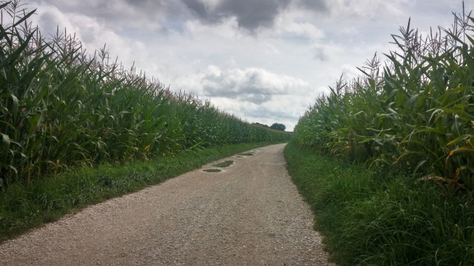 Fast wie in einem Horrorfilm: umgeben von Maisfeldern.