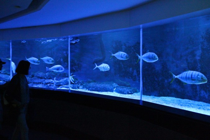 Das 360°-Aquarium macht etwas her.