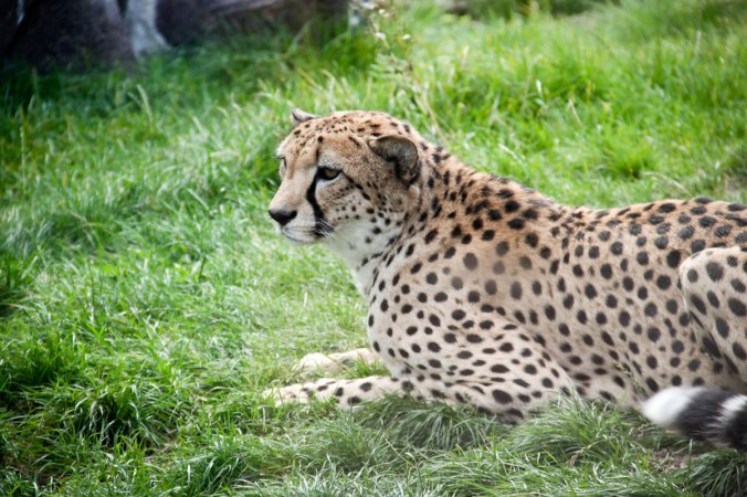 Ein völlig entspannter Gepard.
