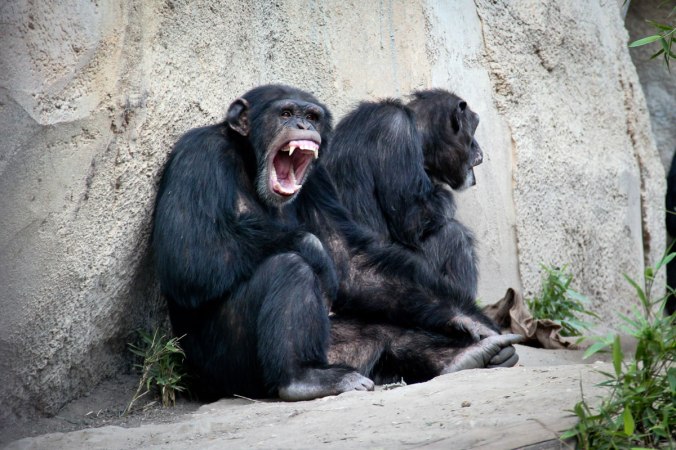 Die Schimpansen im Zoo Leipzig: "Hey, was glotzt du so?"