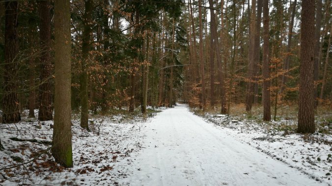 Ein kurzes Stück auf verschneiten Waldwegen