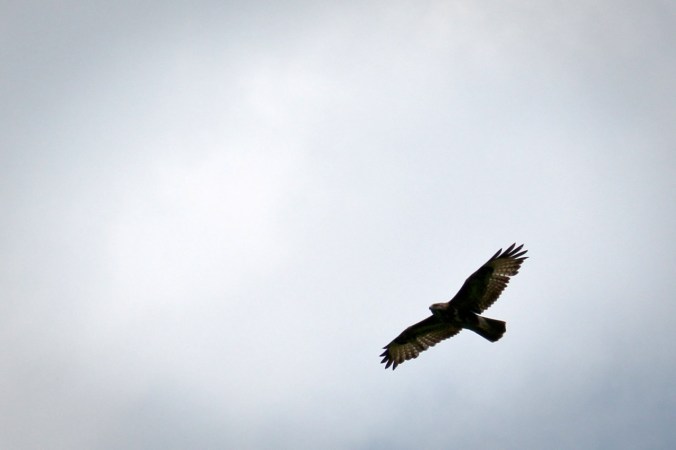 ...und fühlt sich den Greifvögeln ganz nah