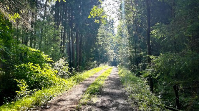 Der Wald sorgte zumindest für ein wenig Abkühlung...