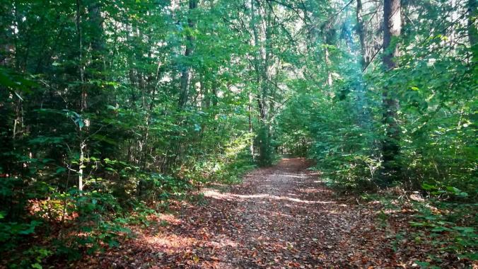 Im Wald oder im Dampfbad?