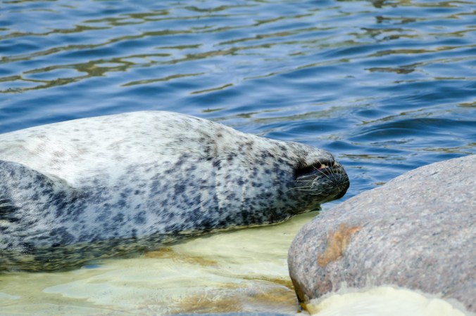 Nicht nur die Seehunde waren müde...