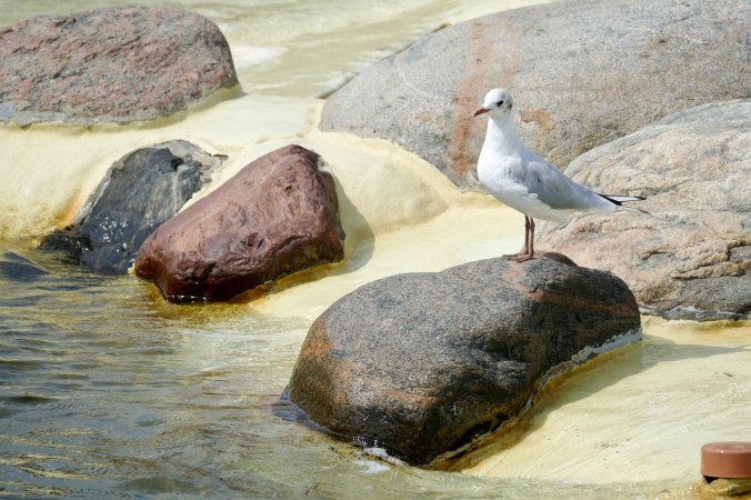 Die ersten Möwen auf unserer Reise in den Norden