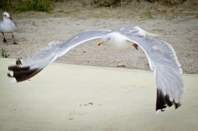 Einer der unzähligen Versuche, Möwen im Flug festzuhalten