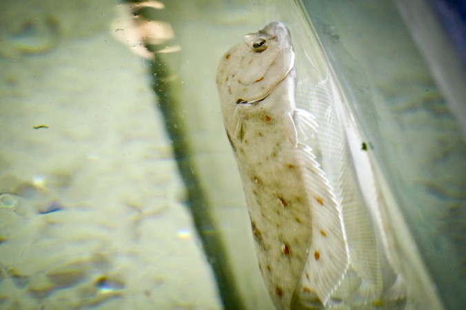 Durchaus neugierig, die Schollen im offenen Aquarium