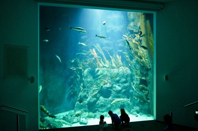 Ein gigantisches Aquarium mit Stören