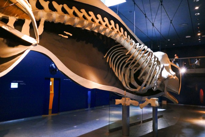 Das lebensgroße Modell eines Pottwals von der einen...