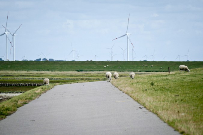 Das übliche Bild auf den Deichen: Schafe und Windräder