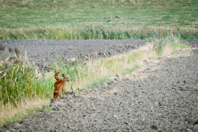 Auf der Radtour erblickt: wilde Tiere im hohen Norden