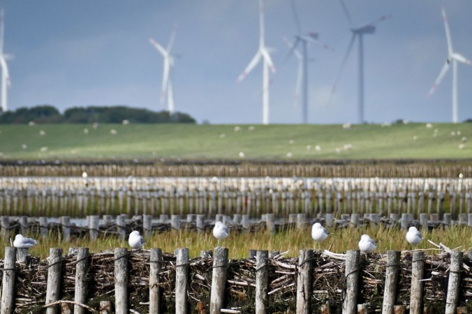 Die Nordsee in einem Bild: Windräder, Schafe und Möwen