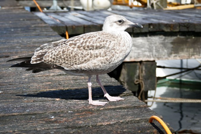 Möwen waren immer ein willkommenes Motiv