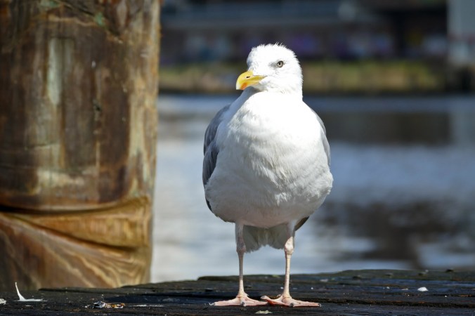 Eine Möwe hat sich besonders in Pose geworfen