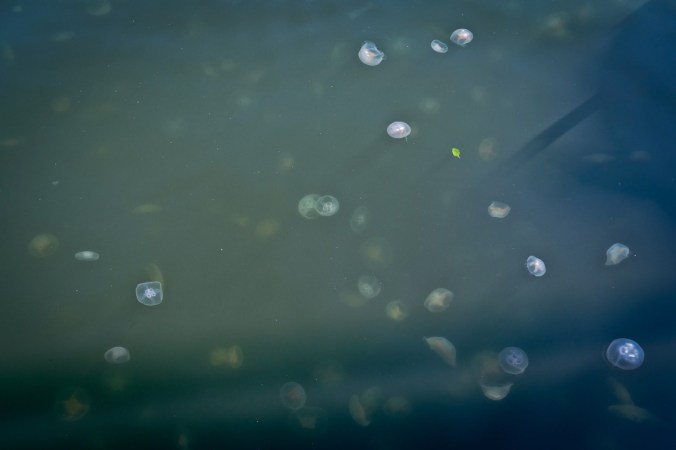 Das komplette Hafenbecken war voller Quallen