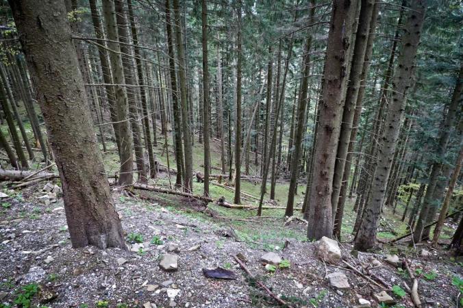 Selbst der Wald bot kaum Schutz vor den Regenmassen