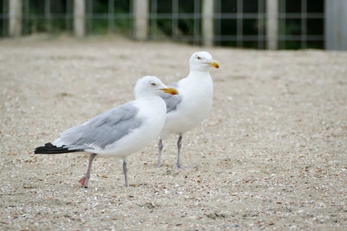 Möwen waren unsere ständigen Begleiter