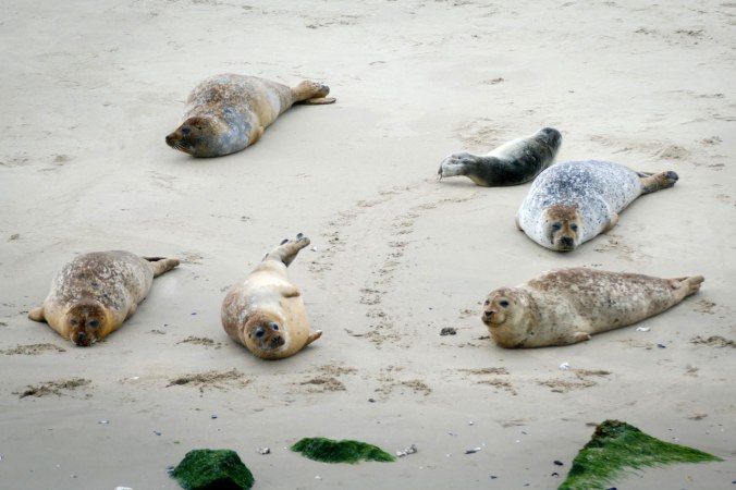 Die Seehunde haben sich durch den Lärm...