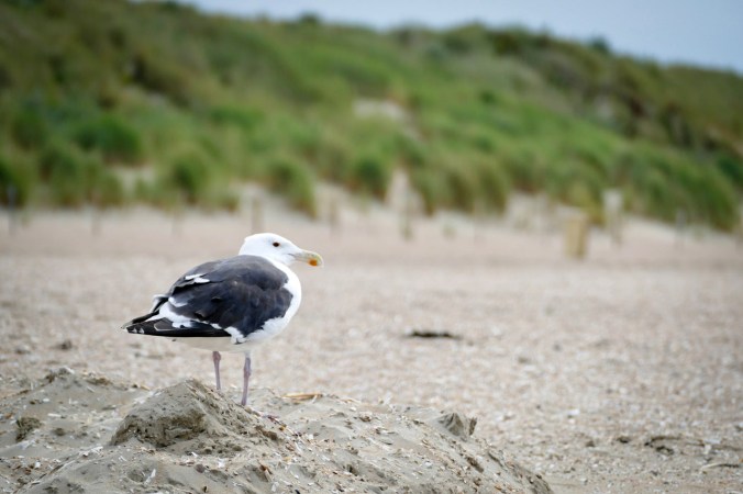 Das obligatorische Möwen-Foto des Tages