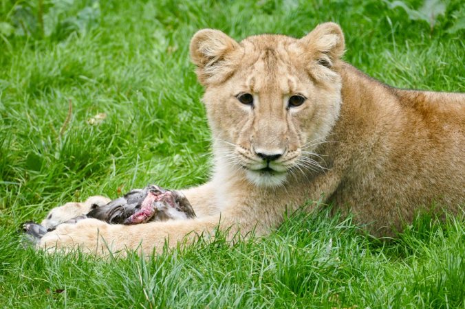 Ein zufriedener und satter Löwe