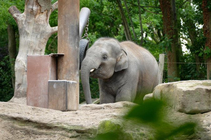 Ein übermütiger, junger Elefant auf der Suche nach Spielkameraden