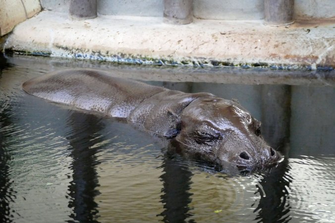 Hier lässt sich ein Zwergflusspferd blicken