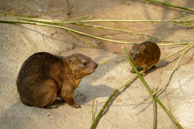 Diese possierlichen Tierchen sind Klippschliefer