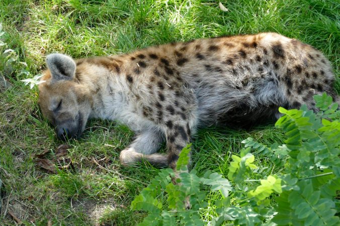 Meine erste Hyäne
