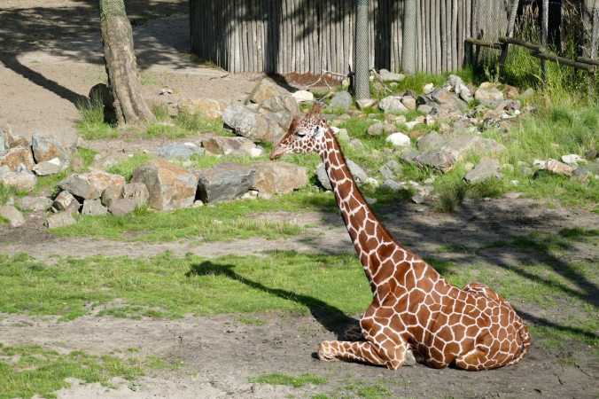 Das Giraffengehege war sehr schön angelegt