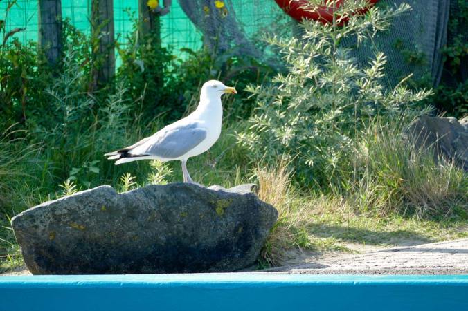 Natürlich hat uns auch hier eine Möwe begrüßt