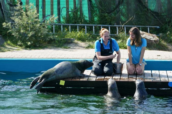 Eine Seehund-Show im viel zu kleinen Becken