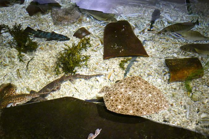 Streicheleinheiten für diverse Nordseefische