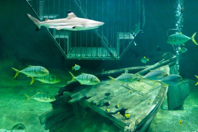 Das Großraumaquarium samt Haikäfig