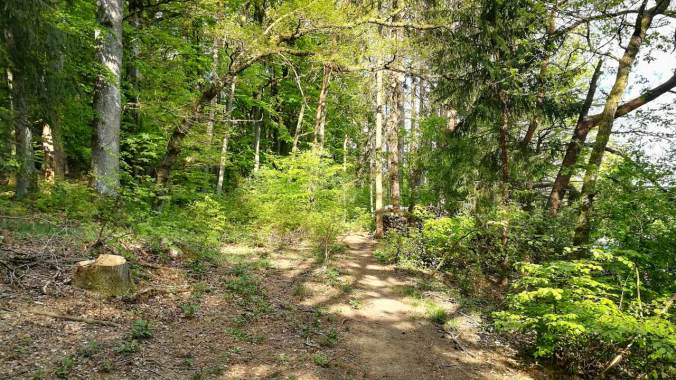 Heute einfach mal wild durch den Wald gerannt...