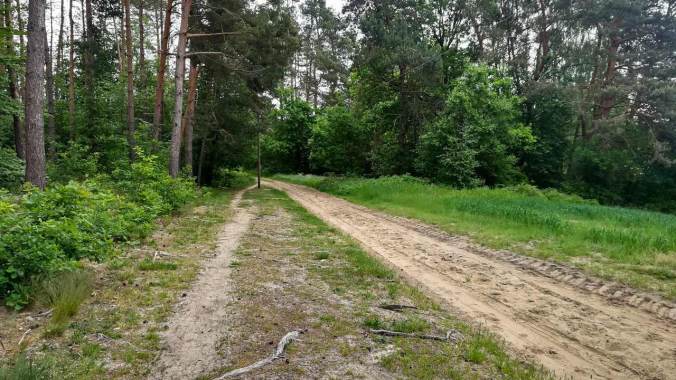 Heute ganz bewusst eine Runde über den federnden Waldboden