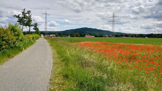 Schaut euch den herrlich knallrot blühenden Mohn an...