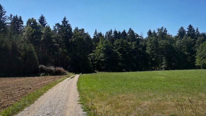 Selbst im Wald war es heute Mittag recht heiß...