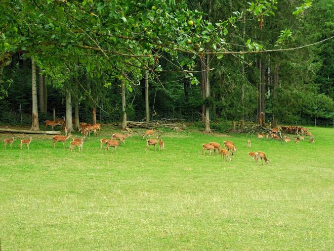 Ein Wildgehege hat zum Verweilen eingeladen