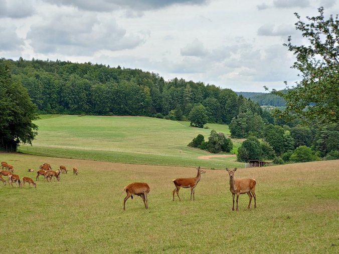 Am Ende kamen die Tiere sogar näher zum Zaun