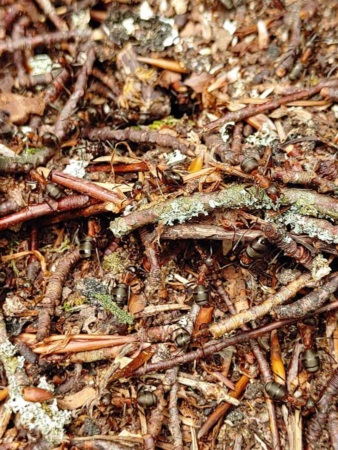 Ein Ameisenhaufen großer Waldameisen