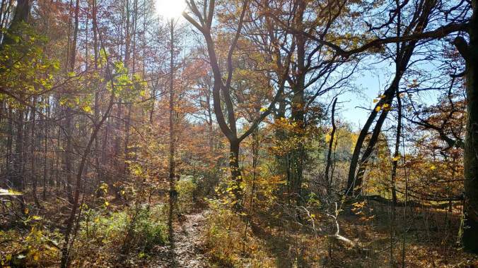 Ein kurzes Stück durch den sonnigen Herbstwald