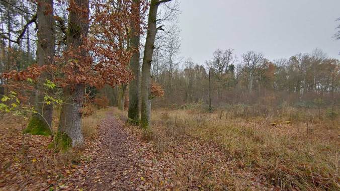 Ein wenig durch den trostlosen Wald gelaufen