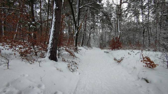 Herrlich knarzender Schnee im Wald