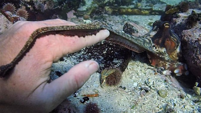 Mein Lehrer, der Krake (2020) | © Netflix