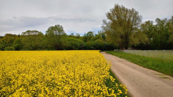 Bestes Laufwetter und gelb blühende Rapsfelder
